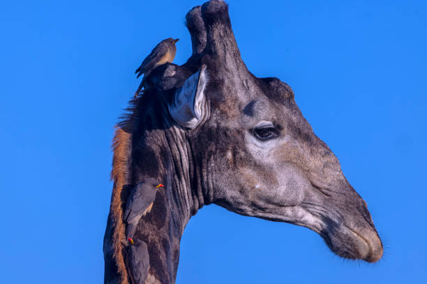 Taken in the Okavango Delta, Botswana