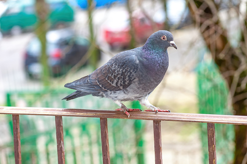 Grey pigeon walking on balcony wrought iron railing. Gray rock dove walks on old metal handrail by blurred city street background. Wild animal moving on bannister, side view