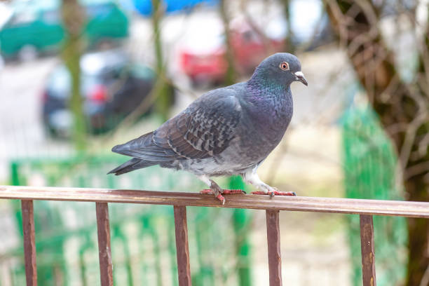 Grey pigeon walking on balcony wrought iron railing. Wild rock dove moving on bannister, side view stock photo