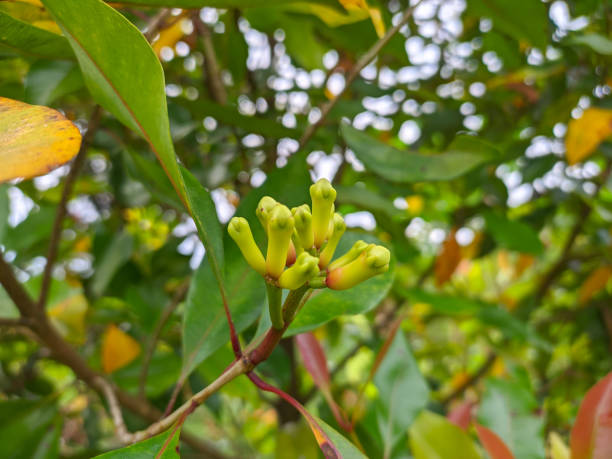 istock a sprig of fresh clove fruit in a West Java plantation 1403241400