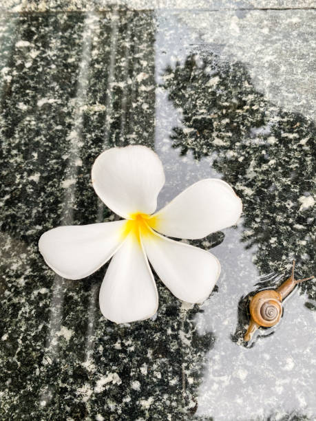 istock White plumeria, brown snail, black granite floor 1403241418