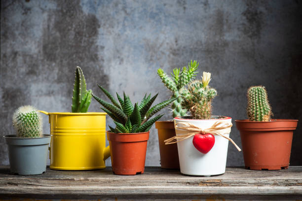 Set of mini cactus succulents in pots on a dark gray-black background. House plants. Front view.