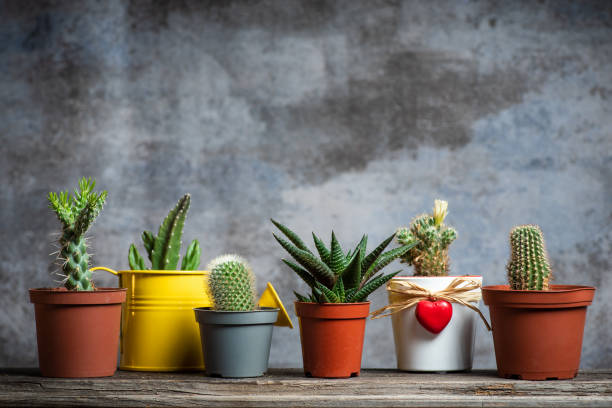 Set of mini cactus succulents in pots on a dark gray-black background. House plants. Front view.