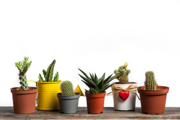 Set of mini cactus succulents in pots isolated on white. House plants. Front view.