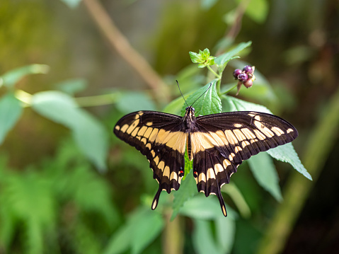 Butterfly garden.: single large lime swallowtail butterfly resting on a green leaf.