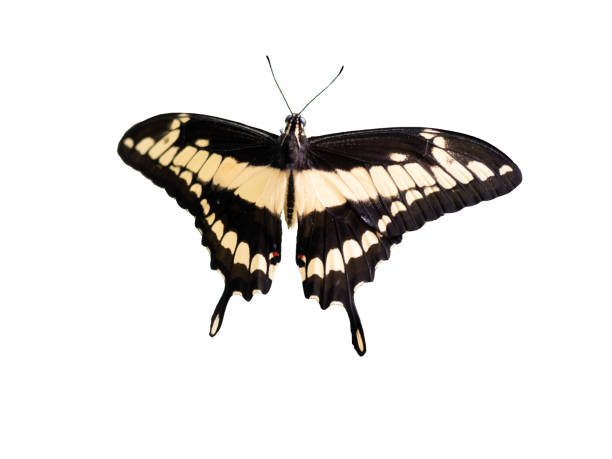 istock King Swallowtail butterfly isolated on white background 1403242616