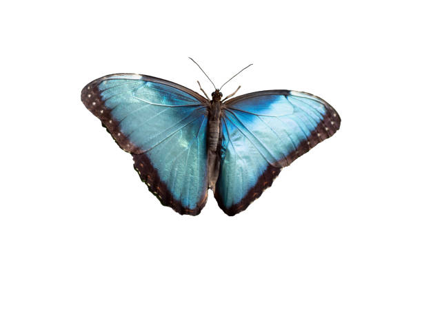 istock Blue morpho butterfly isolated on white background 1403242620