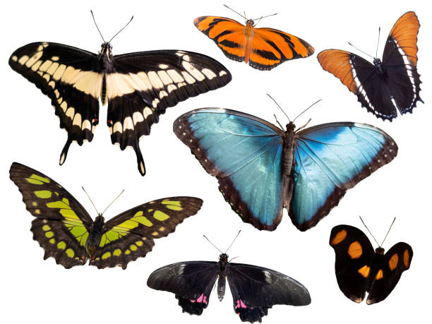 istock various tropical butterflies isolated on white background 1403242624