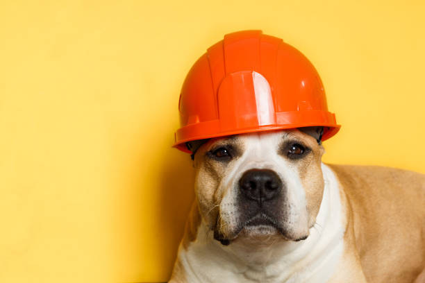 istock dog breed pit bull terrier in a construction helmet on a yellow 1403244322