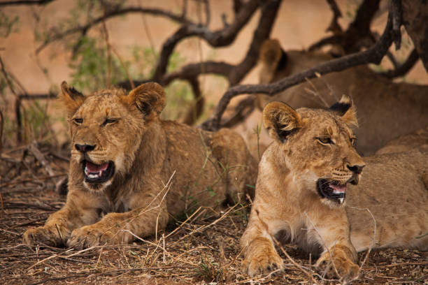 istock Sub-adult lions resting 14982 1403245116