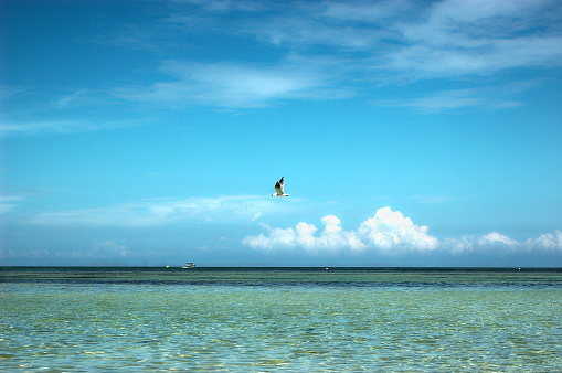 Seagull flying over clear water and blue skys