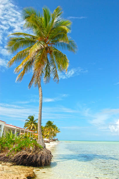 istock Tall and skinny coconut tree 1403245524