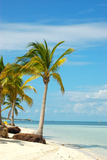 istock Idilic coconut trees at the beach 2 1403245654