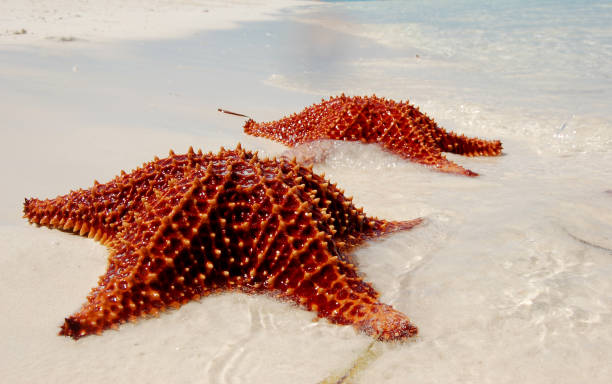 Starfish close up Two starfish on fine white sand at playa Pilar, Cayo Guillermo shell starfish orange sea stock pictures, royalty-free photos & images