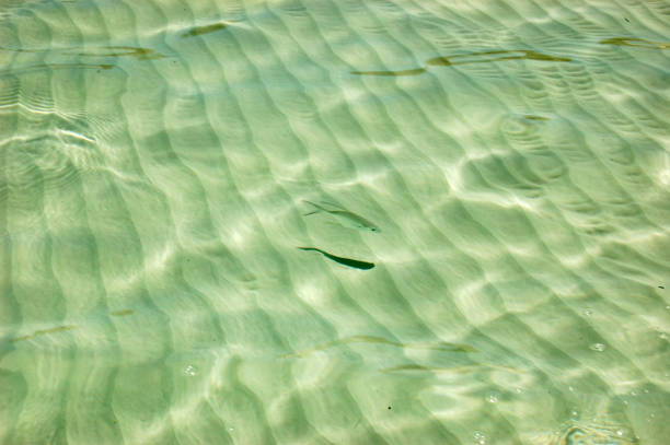 Little fish swimming in extreme clean water with wavy sand in the bottom at Playa Pilar
