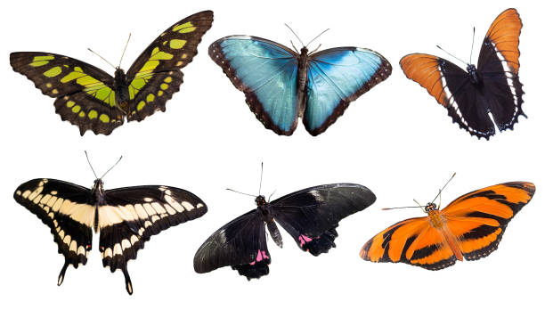 istock Panoramic tropical butterflies isolated on white background 1403247263