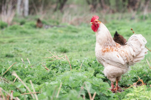 istock A rooster and a free-range chicken on the grass in the countryside. 1403247492