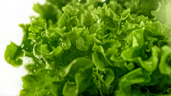 Close-up of lettuce leaves with water drops against white background.