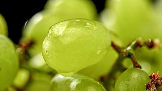 Close-up of grapes with water drops against black background.