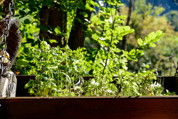 istock plants in pots, digital photo picture as a background 1403248940