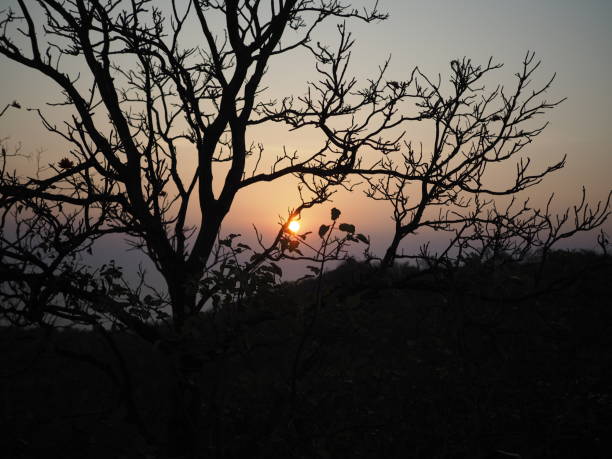 istock Silhouette of tree no leaves on mountain peak at sunset. 1403252461
