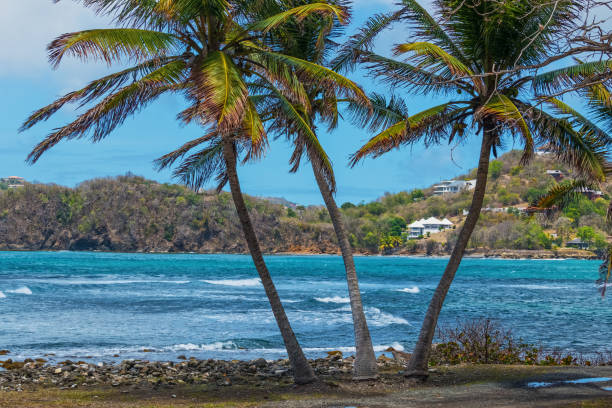 istock Pigeon Island Palms 1403253800