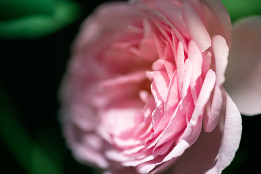 Closeup of tenderness pink rose. Beautiful Roses flower over blurred green background. Floral background. Macro photo of fresh rose