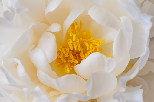Macro top view close-up of a flowering peony with white petals and yellow stamen taken straight from above - shallow DOF, focus is on the stamen