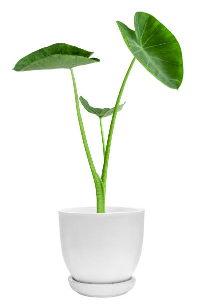 istock Green plants in white pots. Elephant Ear isolated on white background and cut clipping path. 1403256666