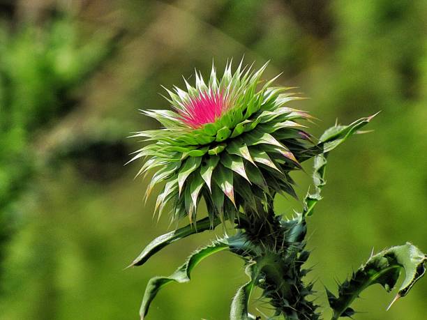 ミルクアザミ - flower may thistle purple ストックフォトと画像