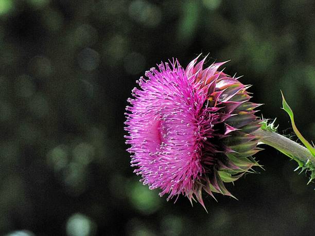 cardo mariano - flower may thistle purple foto e immagini stock