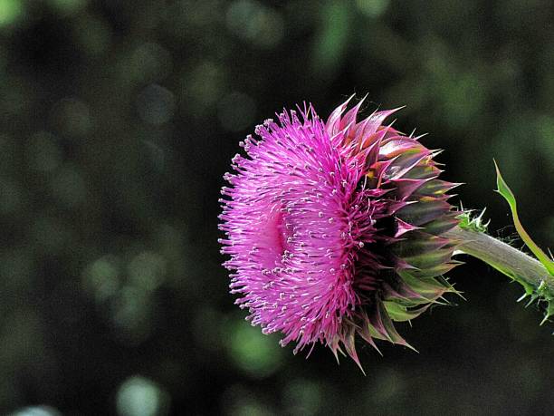 ミルクアザミ - flower may thistle purple ストックフォトと画像