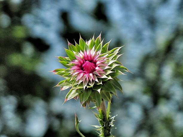 ミルクアザミ - flower may thistle purple ストックフォトと画像