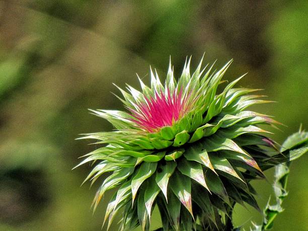 ミルクアザミ - flower may thistle purple ストックフォトと画像