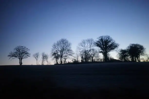 Photo of Trees silhouette on a winter morning