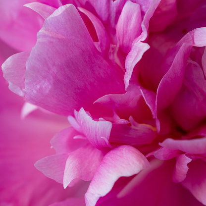 Abstract macro side view close-up of pink/purple petals of a flowering peony with shallow DOF