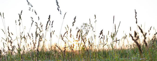 Blurred background image of meadow grass at sunset in summer. Beauty in nature. Defocused nature image. Banner. Low angle shot.