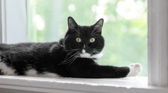 Black and white cat lying on white sill near mosquito net window and looking at camera inside rural house in countryside. Lovely pet. Communication with animal is good for mental and physical health.