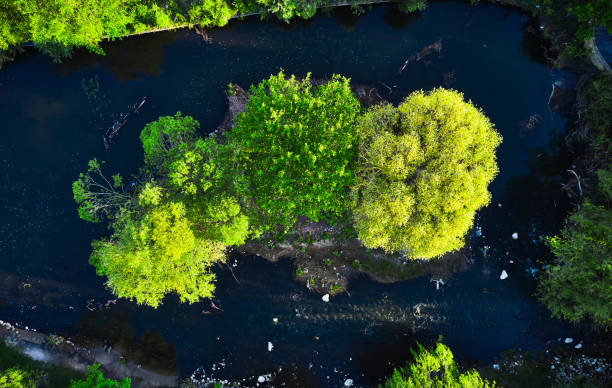 istock Trees on small island in pond 1403259783