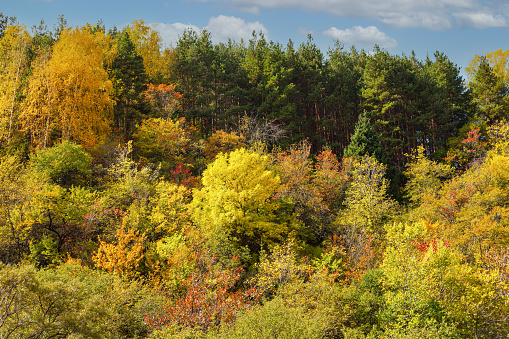 Golden autumn mixed forest (fir-trees, birches, pines) in the Zailiyskiy Alatau Mountains, Tien Shan mountain system in Kazakhstan.