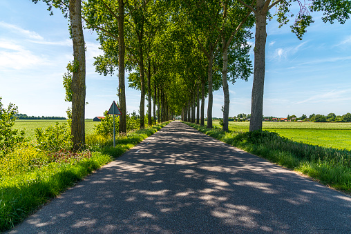 Empty tree lined straight road with a clear sky.
