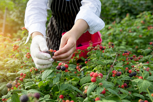 Close up of hands harvesting berries in black berry field
