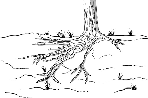 istock Tree Roots Sketch 1403261998