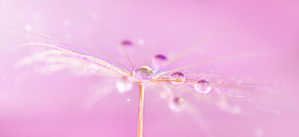 macrophotography of a large dandelion umbrella with water droplets and iridescent light refraction