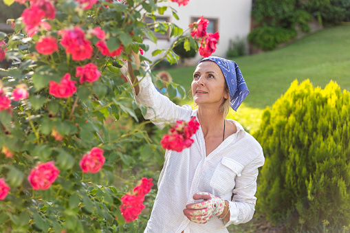 Happy woman gardening in back yard. She pruning  roses