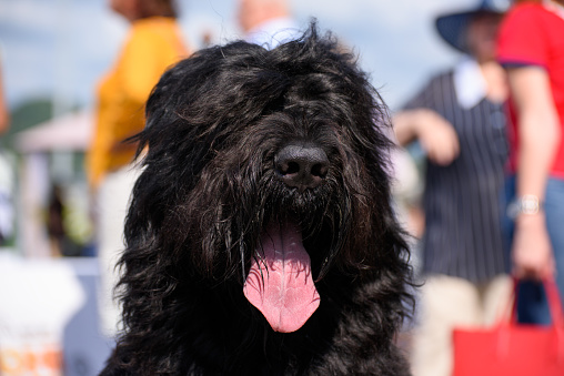 Retrato de un perro negro de raza terrier ruso. El perro sacó la lengua. Primer plano. photo