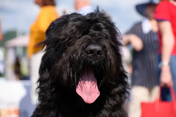 Photo of Portrait of a black Russian terrier breed dog. The dog stuck out its tongue. Close-up.