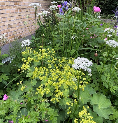 Mixing perennials with wildflowers and weeds creates a blooming beautiful insect friendly wilderness. This garden is almost no labour at all, since weed is very welcome.