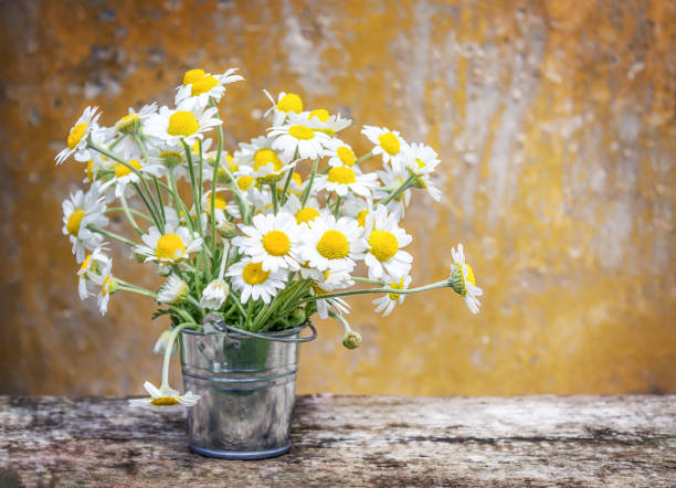 istock bouquet of daisies on a concrete wall background 1403267482