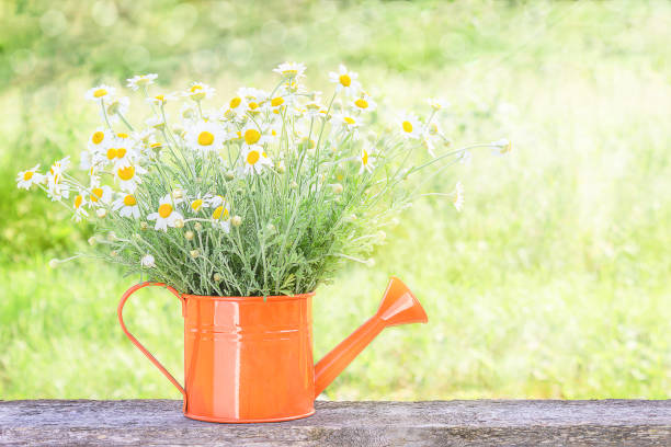 Natural wallpaper with a bouquet of daisies with copy space